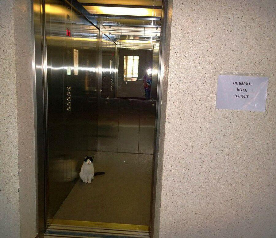 900x774, 124 Kb / лифт, кот, объявление