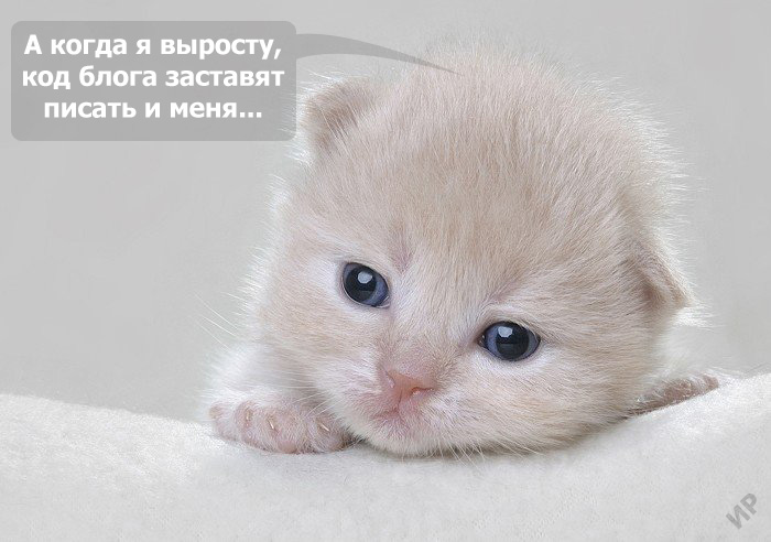 700x492, 77 Kb / котенок, кодер