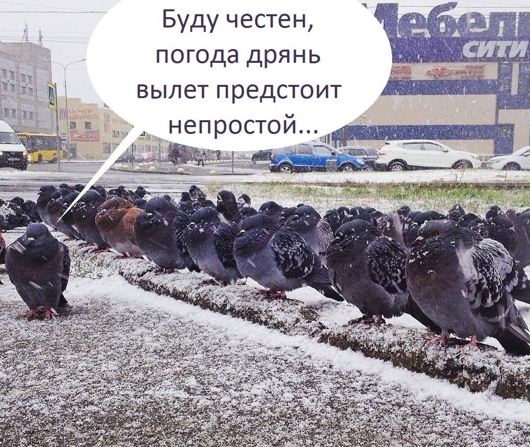 1080x911, 311 Kb / голуби, вылет, эскадрилья