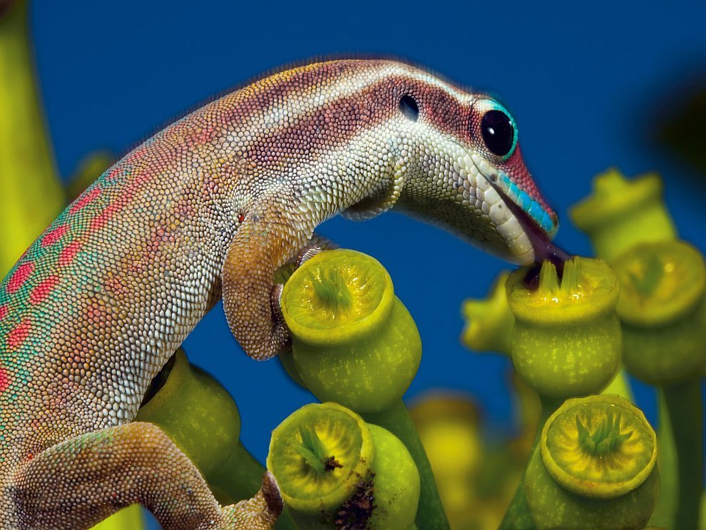 990x743, 170 Kb / геккон, мак, черника