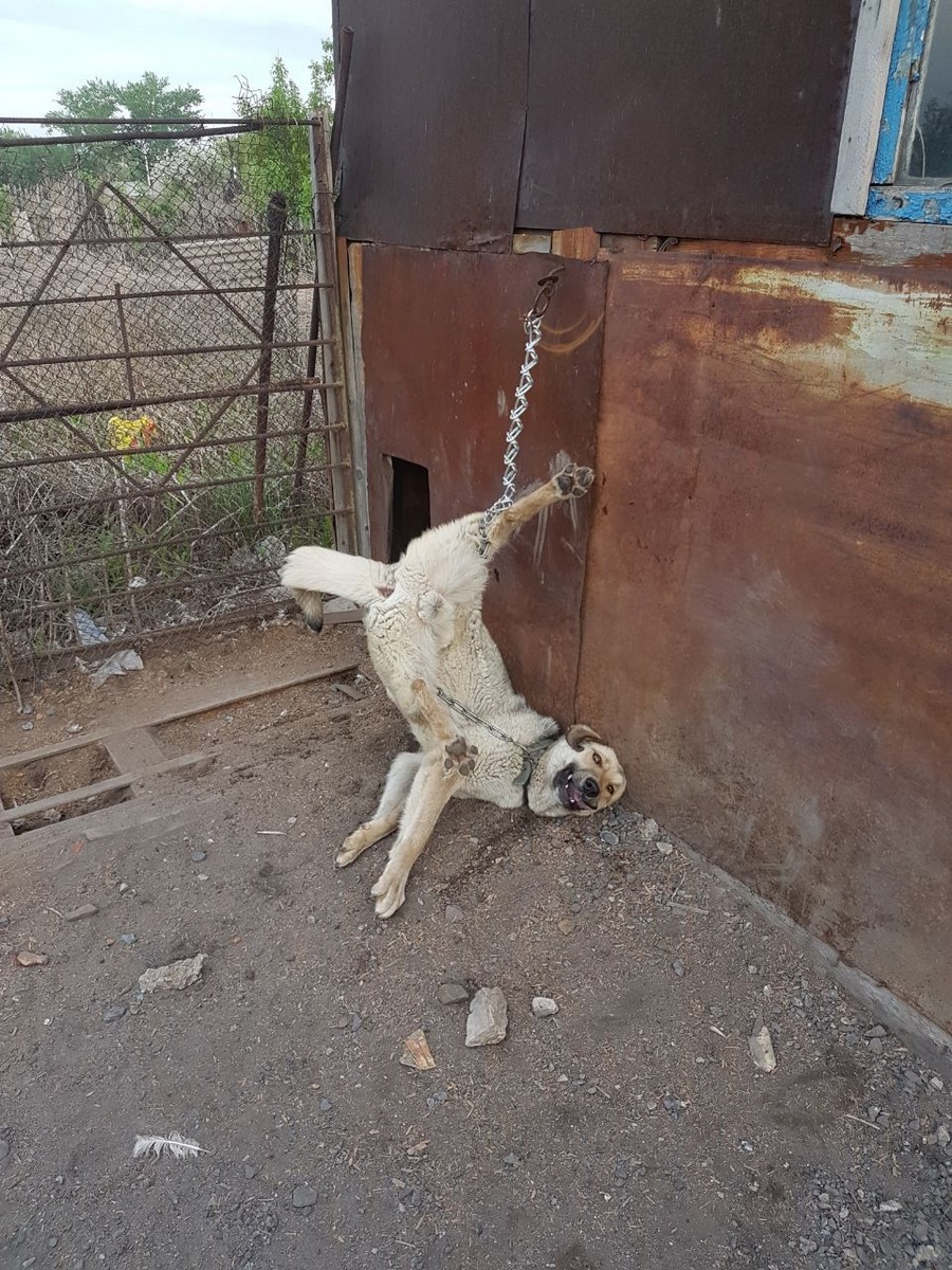 900x1200, 371 Kb / собака, цепь