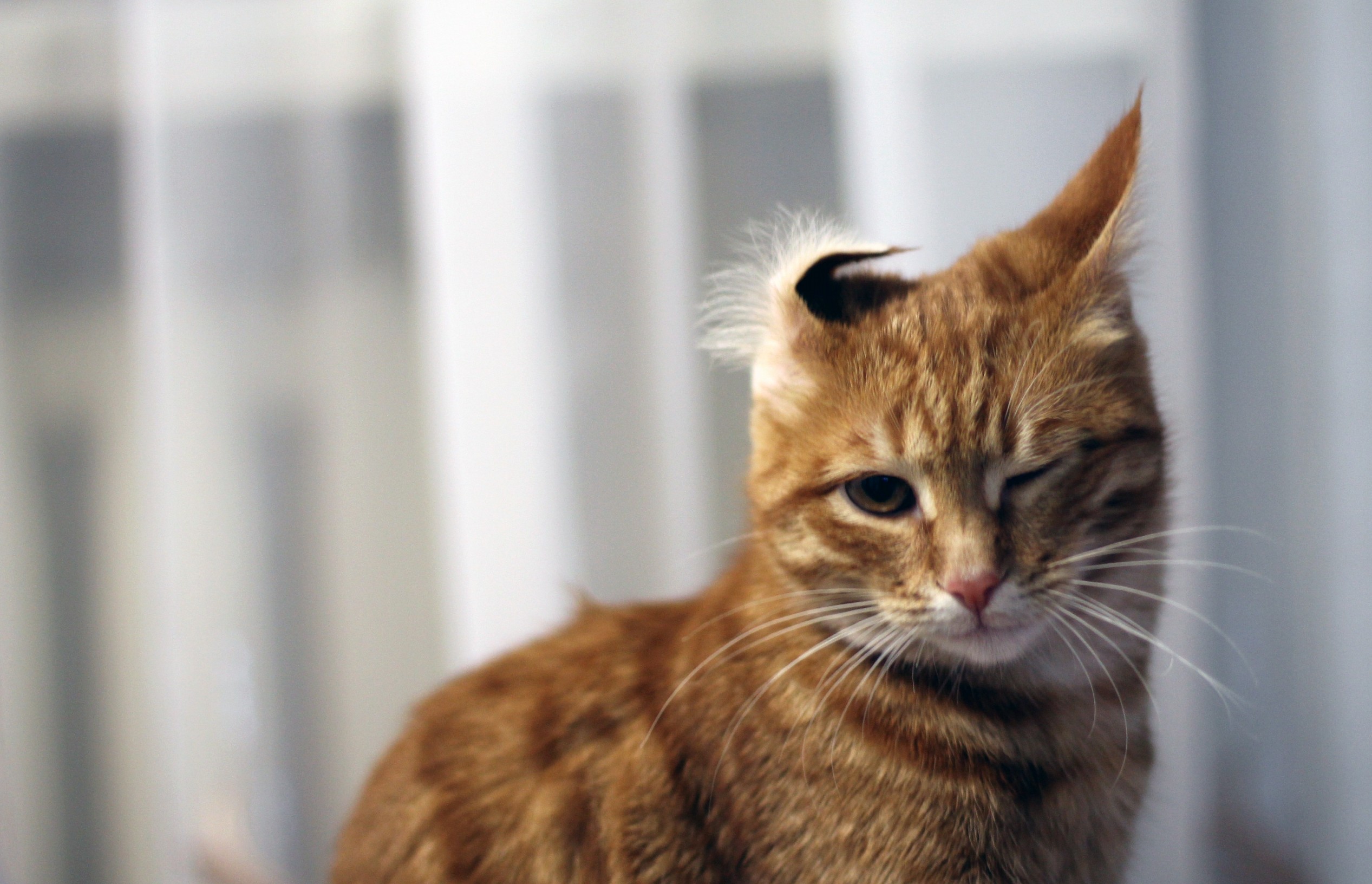 2534x1632, 603 Kb / рыжик, ухо, подмигивает, кот