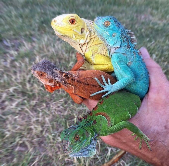 680x669, 116 Kb / игуаны, букет