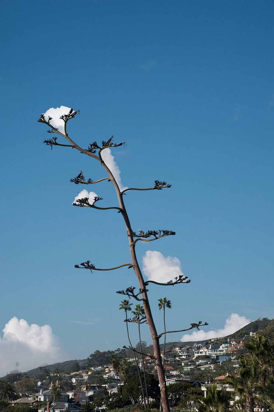 900x1349, 226 Kb / ветка, дерево, облака, снег, иллюзия