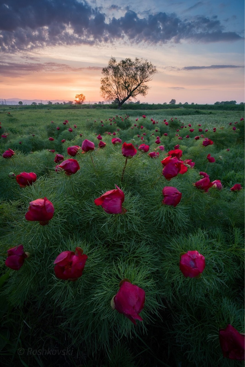 854x1280, 366 Kb / цветы, поле, воронцы