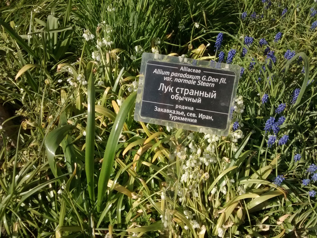 1200x900, 596 Kb / лук, странный, обычный, ботаника, биология, растение