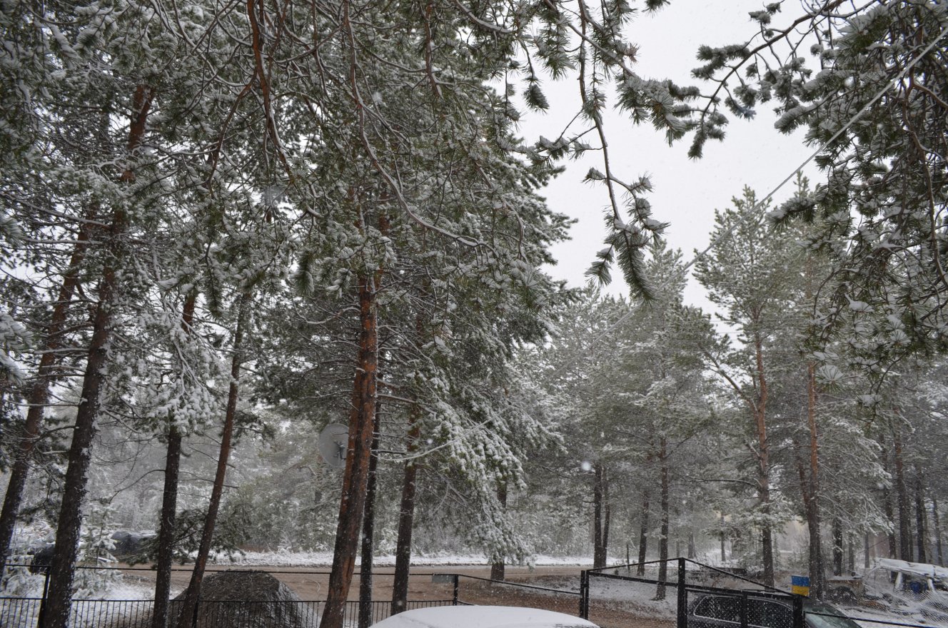 1328x880, 411 Kb / сосны, снег, лес, Pana