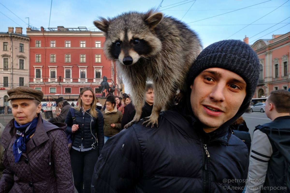 1200x800, 119 Kb / енот, петросян