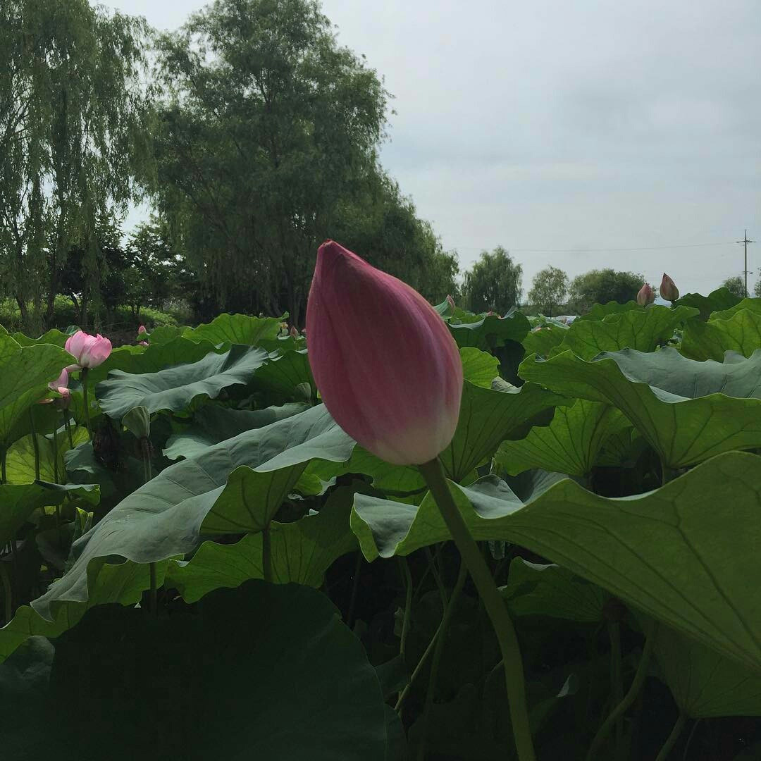 1080x1080, 235 Kb / цветок, лопух