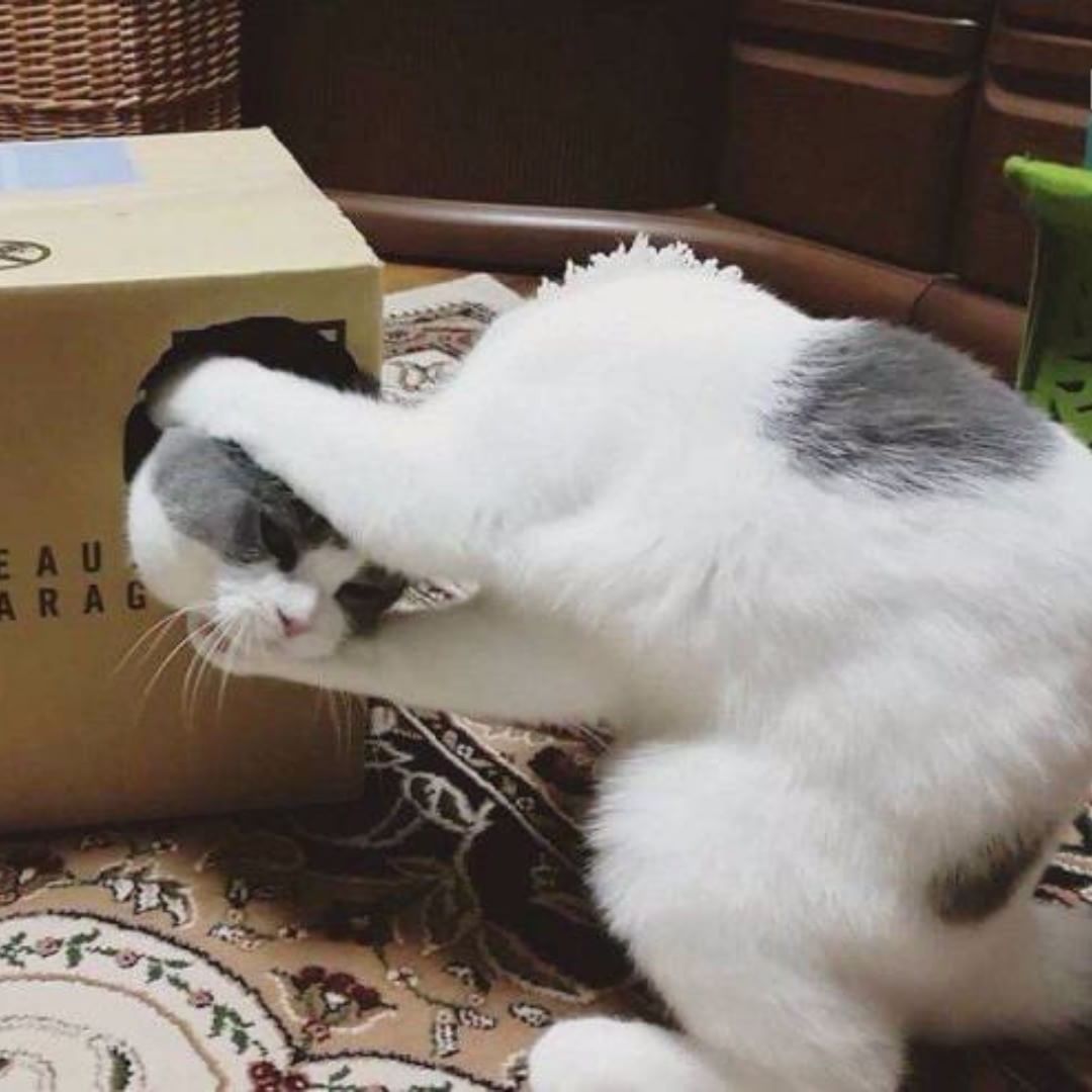 1080x1080, 88 Kb / кот, коробка, голова