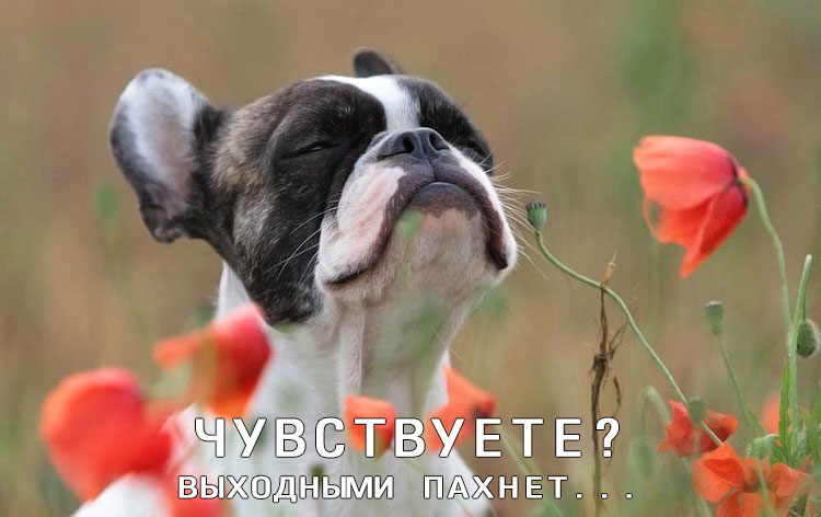 750x472, 61 Kb / собака, маки, выходные