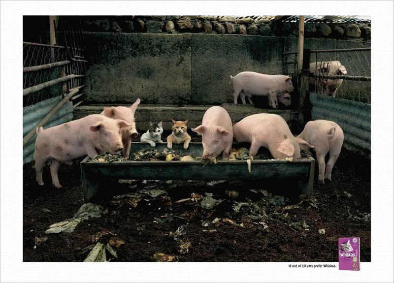 800x575, 101 Kb / коты, свиньи, вискас