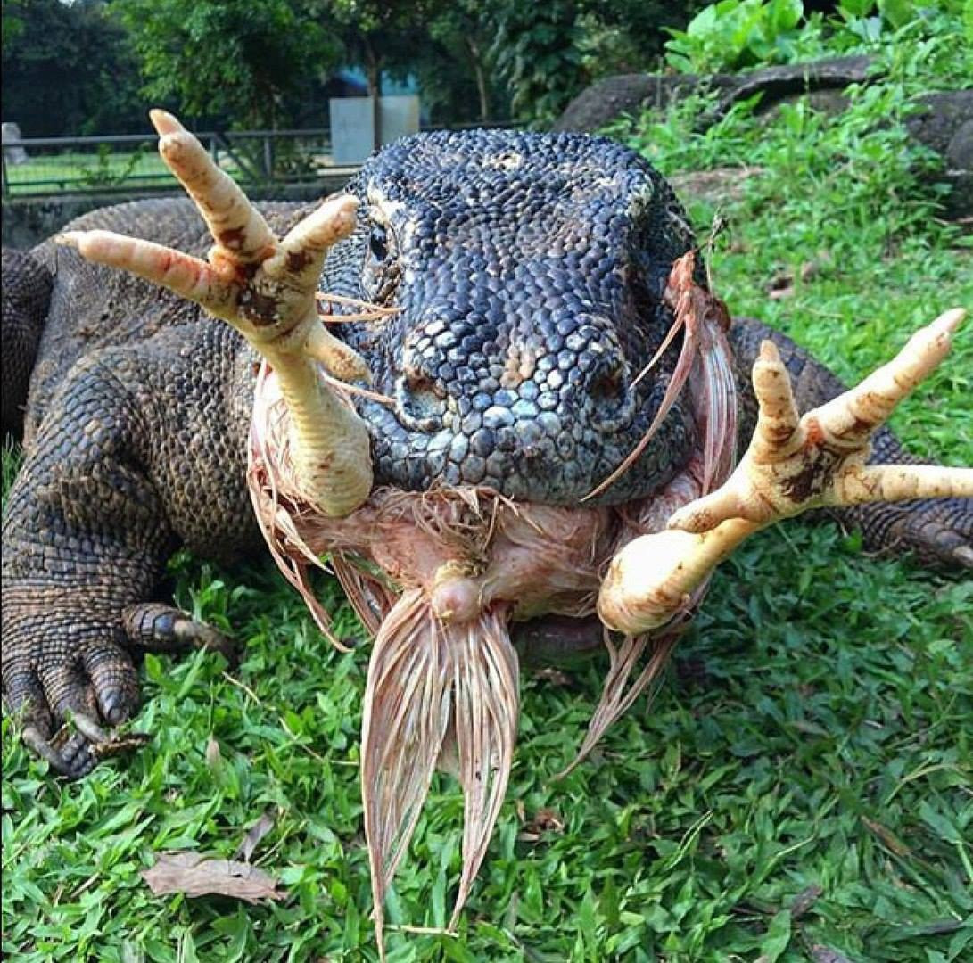 1091x1080, 436 Kb / варан, ящер, лапы