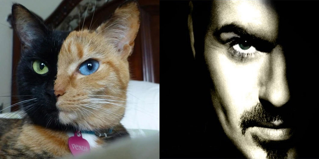 1060x530, 83 Kb / кот, половина, певец, george michael