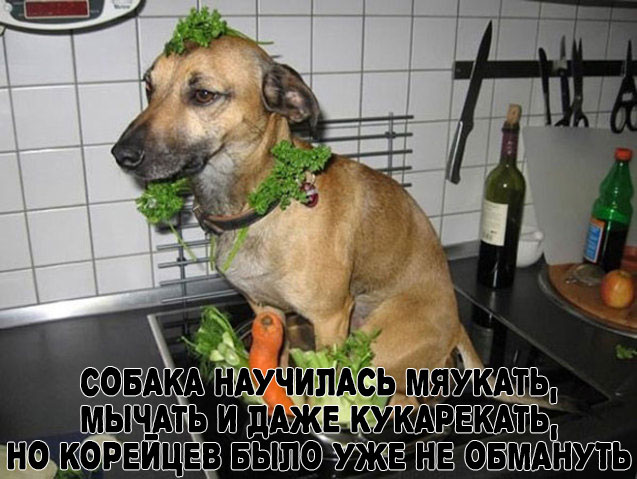 637x479, 81 Kb / собака, зелень, корейцы