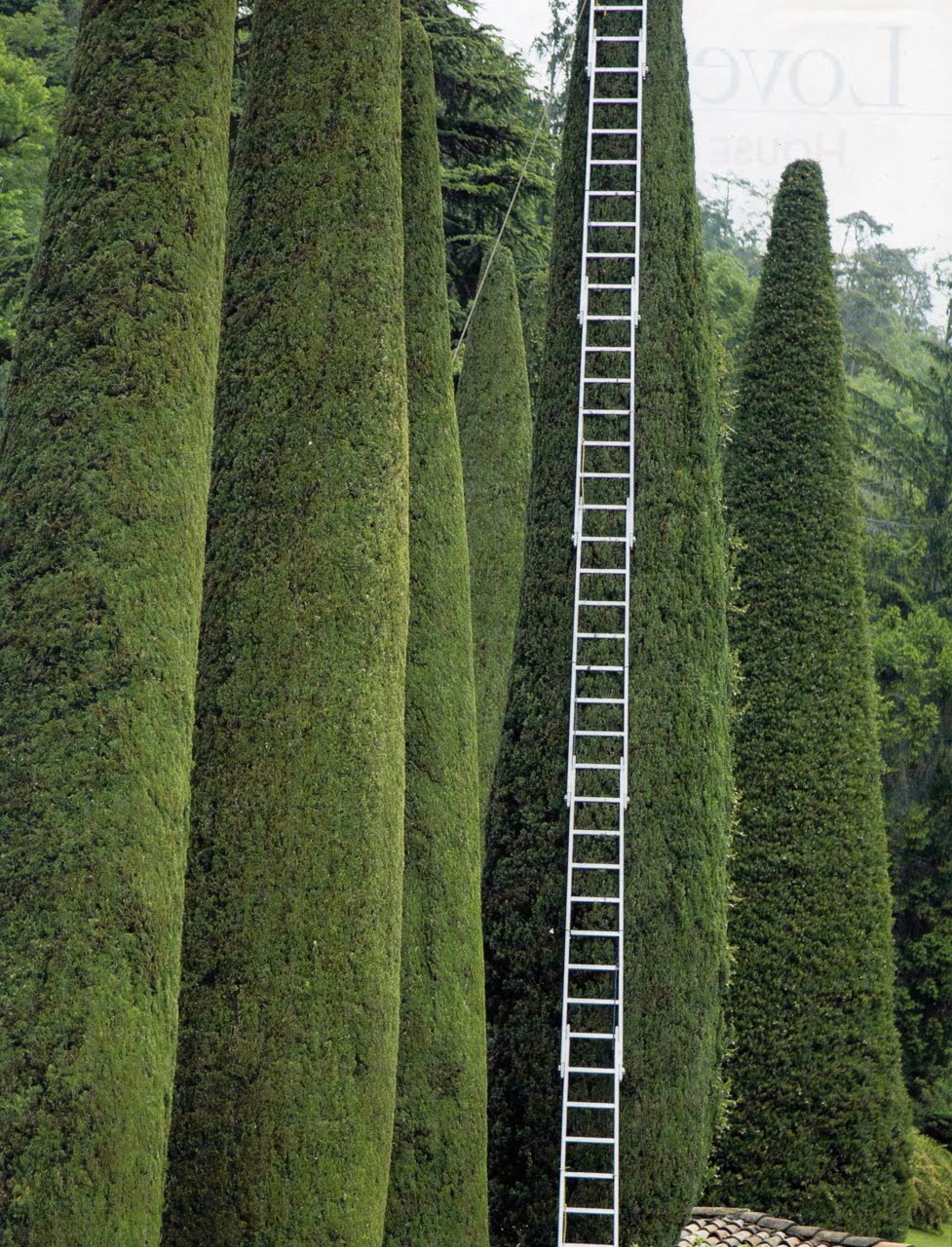 977x1280, 344 Kb / кипарисы, лестница