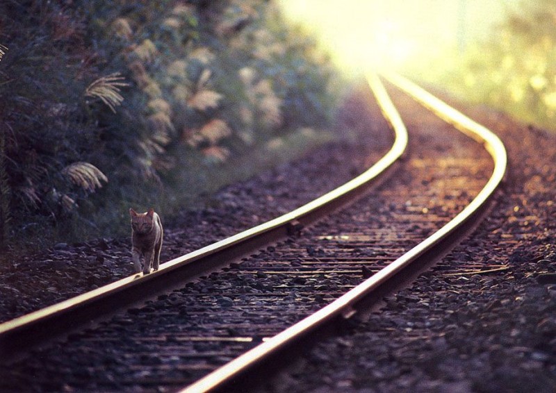 800x566, 128 Kb / кот, рельсы