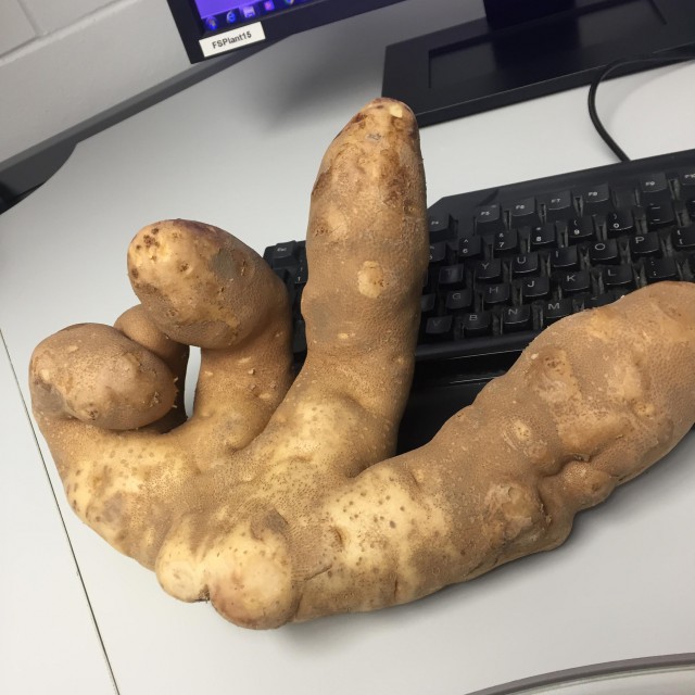 640x640, 81 Kb / рука, картофель