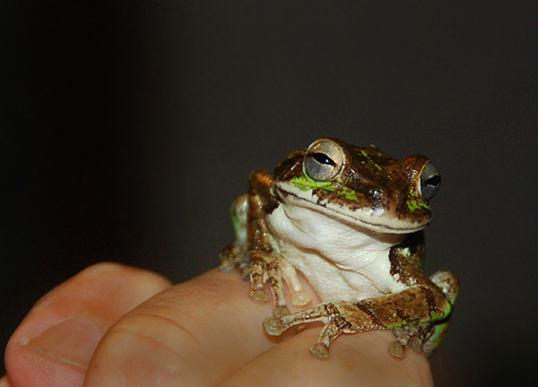 600x432, 66 Kb / лягушка, пальцы, взгляд, презрение