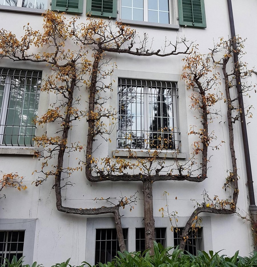 900x934, 359 Kb / дерево, квадрат