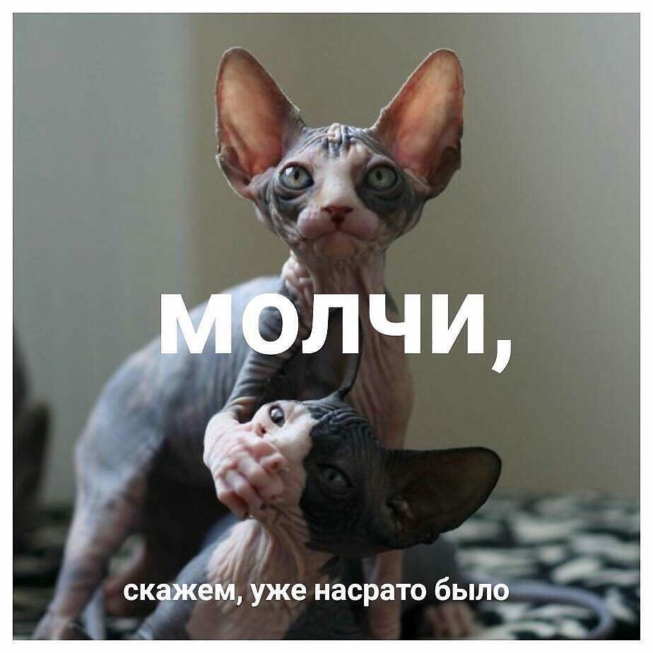 924x924, 108 Kb / кот, кошка, кошки, насрато, сфинкс