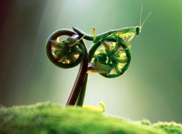 602x444, 43 Kb / богомол, велосипед, мотоцикл