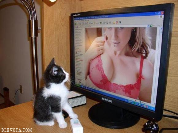 580x434, 37 Kb / котенок, монитор