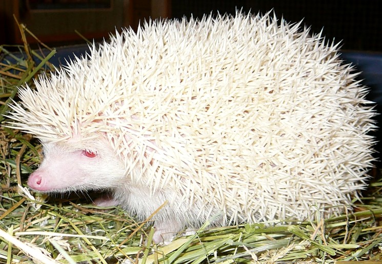 745x515, 152 Kb / ёжик, альбинос