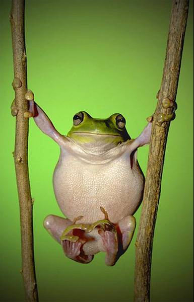 385x600, 26 Kb / качели, лягушка