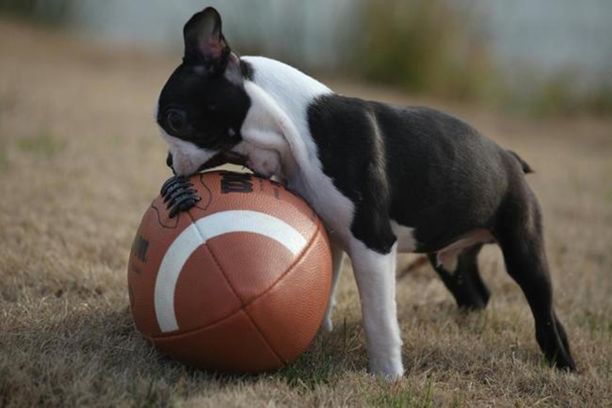 1200x800, 181 Kb / мяч, собака, щенок