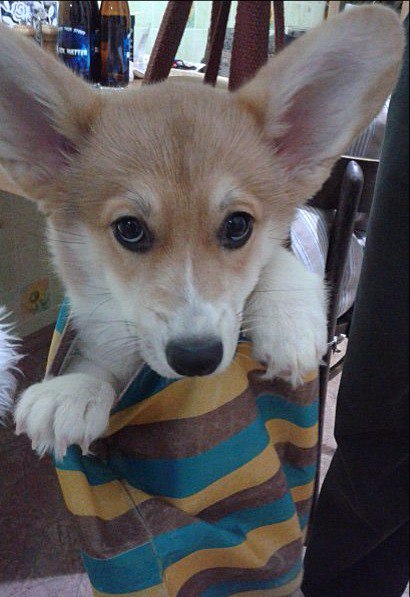 410x597, 58 Kb / Дуня, корги, собака, сумка