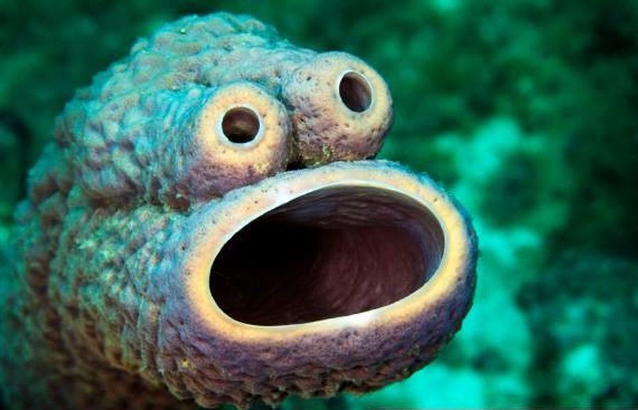 900x579, 66 Kb / губка, коралл, полип, упорот, показалось