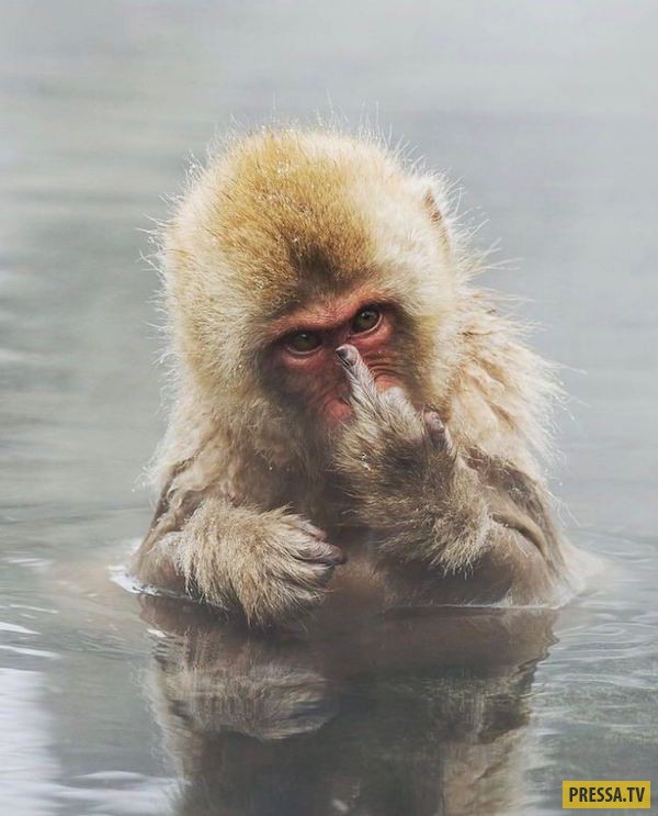 600x743, 77 Kb / японский, макак, фак, взгляд, вода