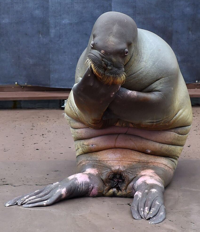 850x984, 131 Kb / задумался, морж, котик, лев