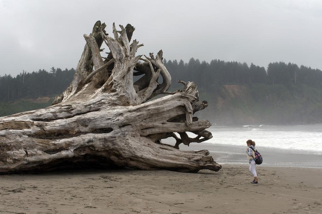 1024x681, 88 Kb / ствол, бревно, берег, песок