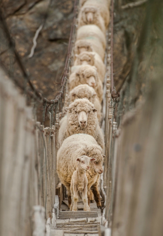 654x950, 330 Kb / бараны, мост