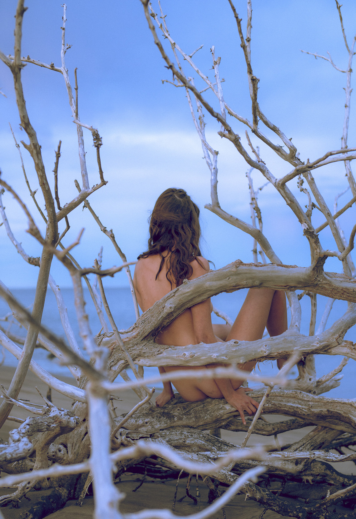 1139x1660, 623 Kb / дерево, сухое, голая, вода