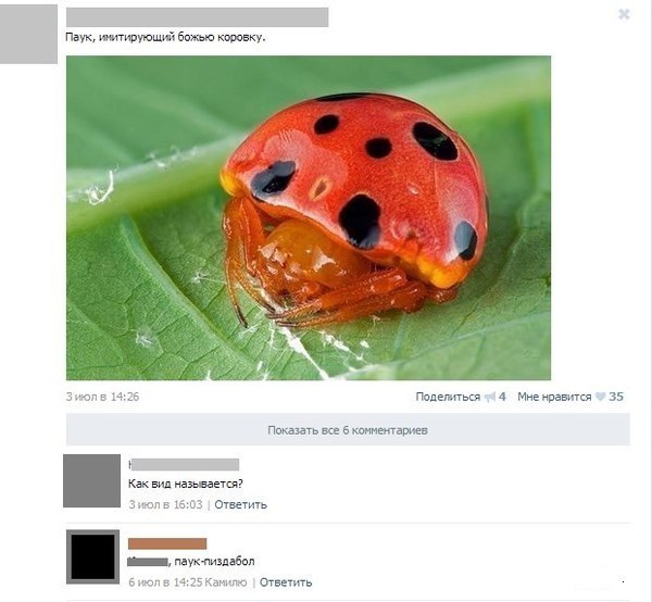 600x554, 51 Kb / Паук, божья коровка, пиздабол