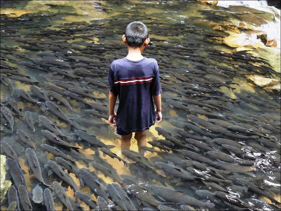 962x722, 201 Kb / рыбы, мальчик, река, нерест