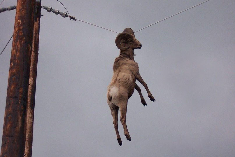 807x538, 68 Kb / баран