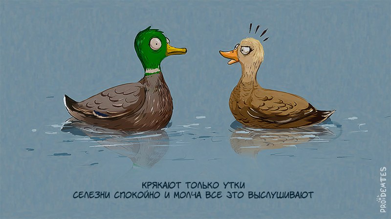 800x450, 57 Kb / селезни, утки