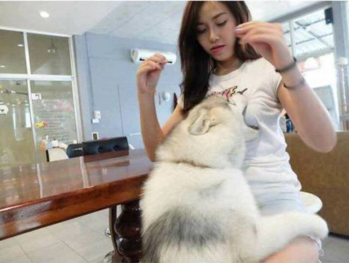 700x527, 44 Kb / собака, кусает, азиатка, грудь, волк