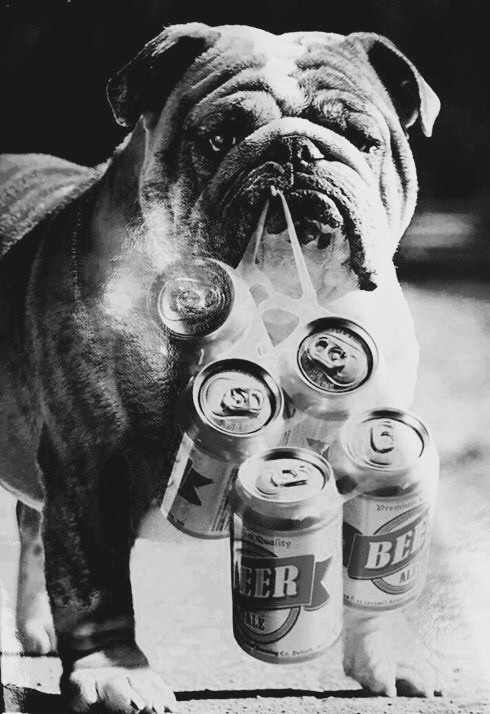 490x714, 108 Kb / ч/б, собака, пакет, пиво
