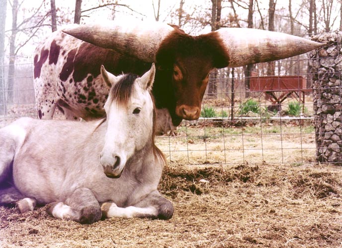 688x500, 96 Kb / бык, рога, лошадь