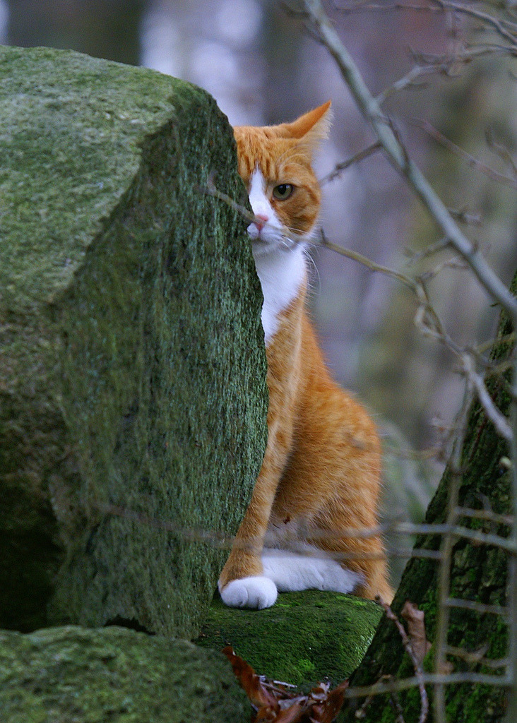 732x1024, 333 Kb / кот, рыжий, камень, мох