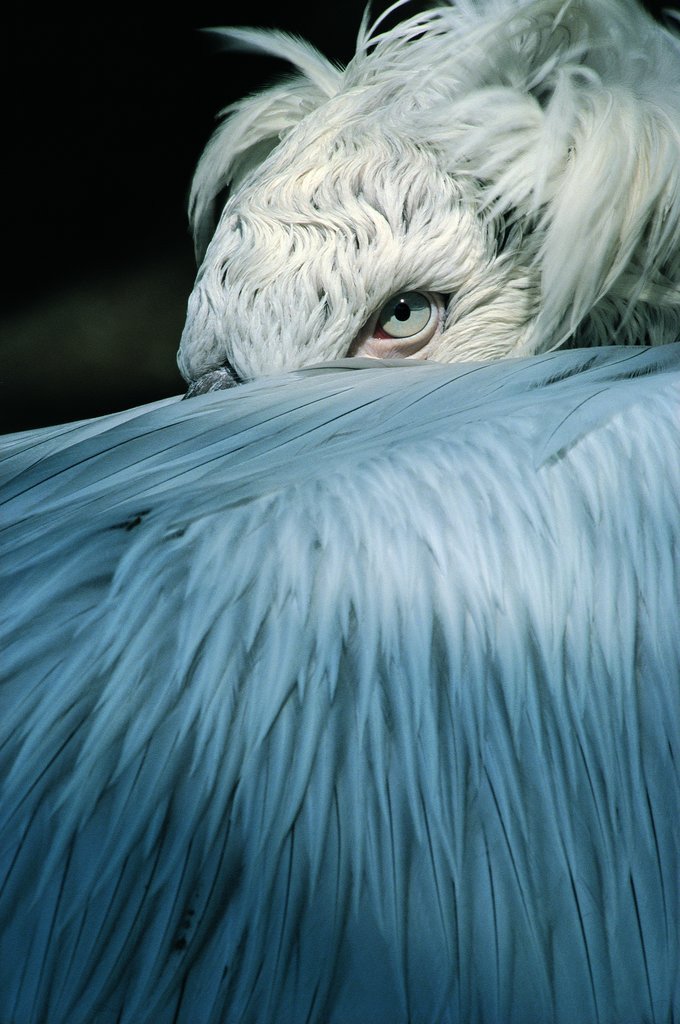 680x1024, 117 Kb / пеликан, птица, перья, крыло, глаз, взгляд