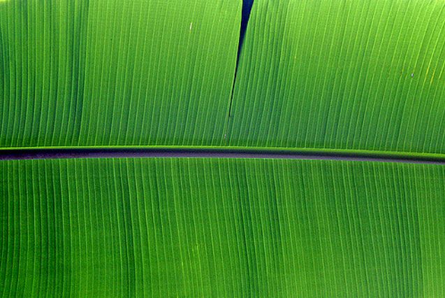 637x426, 68 Kb / лист, иллюзия