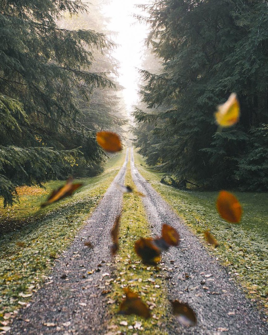 865x1080, 320 Kb / лес, елки, дорога, листья