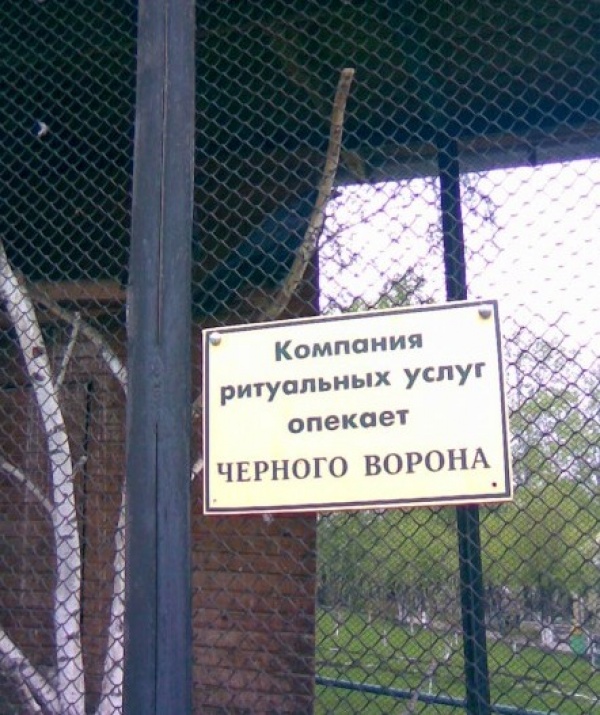 600x715, 170 Kb / опека, черный ворон, зоопарк