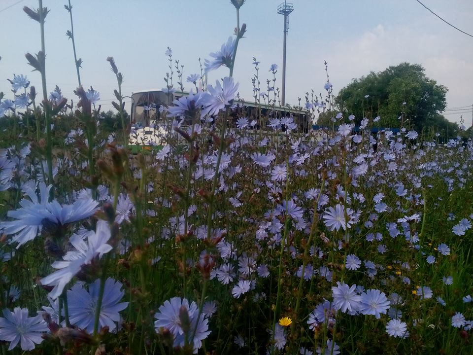 960x720, 127 Kb / цикорий, автобус, столб